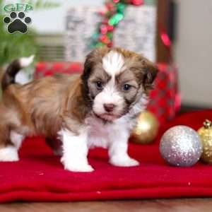 Rover, Havanese Puppy